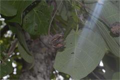 Eriolaena hookeriana